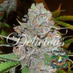 La Diva Auto Seeds by Delicious Seeds