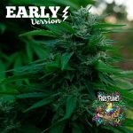 Lord Kush Early Version Feminized Seeds by Delicious Seeds