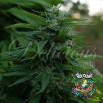 Lord Kush Feminized Seeds by Delicious Seeds