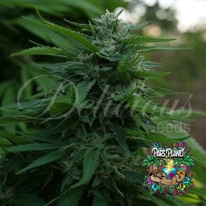 Lord Kush Feminized Seeds by Delicious Seeds