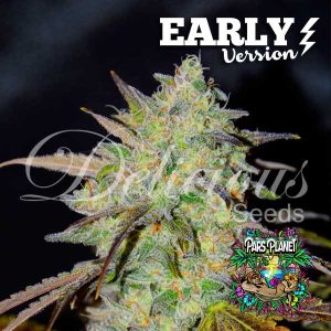 Marmalate Early Version Feminized Seeds by Delicious Seeds