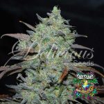 Marmalate Feminized Seeds by Delicious Seeds
