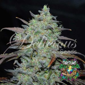 Marmalate Feminized Seeds by Delicious Seeds