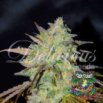 Marmalate Regular Seeds by Delicious Seeds
