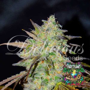 Marmalate Regular Seeds by Delicious Seeds