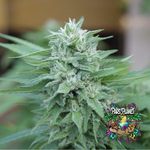 Moby Delicious Feminized Seeds by Delicious Seeds