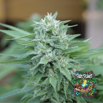 Moby Delicious Feminized Seeds by Delicious Seeds