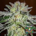 Northern Light Blue Feminized Seeds by Delicious Seeds