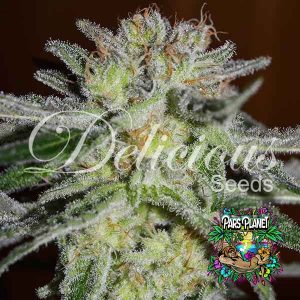 Northern Light Blue Feminized Seeds by Delicious Seeds