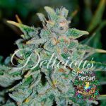 Northern Light Blue Auto Seeds by Delicious Seeds