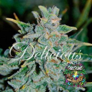 Northern Light Blue Auto Seeds by Delicious Seeds