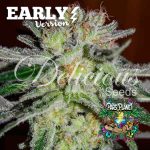 Northern Light Blue Early Version Feminized Seeds by Delicious Seeds