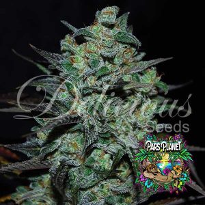 Northern Light Blue Thc-Free Seeds by Delicious Seeds