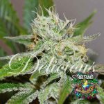 Original Juan Herer Feminized Seeds by Delicious Seeds