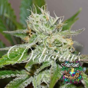 Original Juan Herer Feminized Seeds by Delicious Seeds