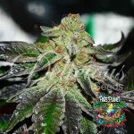 Original Juan Herer Regular Seeds by Delicious Seeds