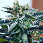 Sugar Black Rose Feminized Seeds by Delicious Seeds