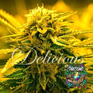 Sugar Black Rose Auto Seeds by Delicious Seeds