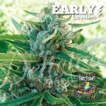 Sugar Black Rose Early Version Feminized Seeds by Delicious Seeds