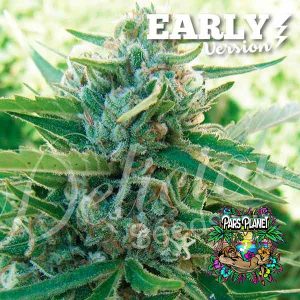 Sugar Black Rose Early Version Feminized Seeds by Delicious Seeds