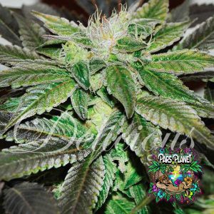 Sugar Candy Feminized Seeds by Delicious Seeds