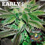 Sugar Candy Early Version Feminized Seeds by Delicious Seeds