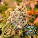 Sunday Punch Feminized Seeds by Delicious Seeds