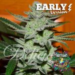 Unknown Kush Early Version Feminized Seeds by Delicious Seeds