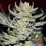 Unknown Kush Regular Seeds by Delicious Seeds