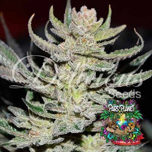 Unknown Kush Regular Seeds by Delicious Seeds
