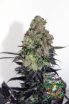 Acid Dough Feminized Seeds by Ripper Seeds