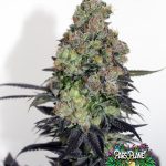 Acid Dough Feminized Seeds by Ripper Seeds