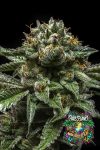 Chempie Feminized Seeds by Ripper Seeds