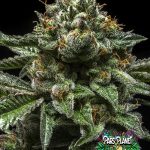 Chempie Feminized Seeds by Ripper Seeds