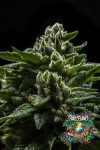 DO-G Feminized Seeds by Ripper Seeds
