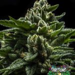 DO-G Feminized Seeds by Ripper Seeds