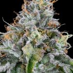 Easy Money Feminized Seeds by Grounded Genetics - 7 Seeds