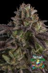 K-MintZ Feminized Seeds by Ripper Seeds
