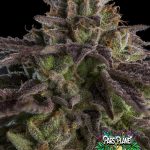 K-Mintz Auto Seeds by Ripper Seeds