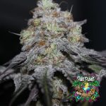 Offshore Feminized Seeds by Grounded Genetics