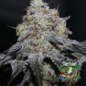 Offshore Feminized Seeds by Grounded Genetics