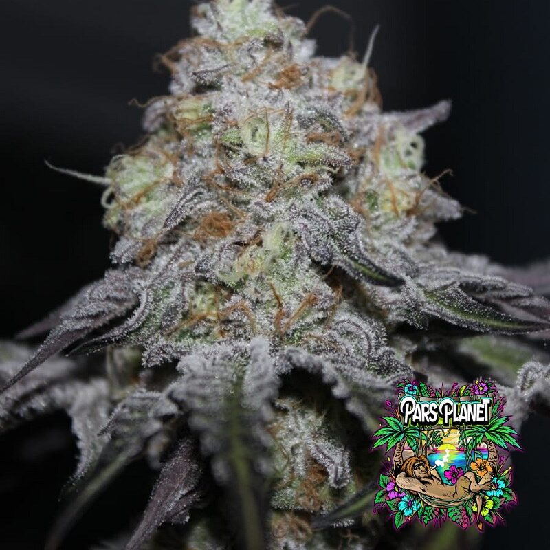 Offshore Feminized Seeds by Grounded Genetics