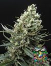 Ripper Haze Feminized Seeds by Ripper Seeds