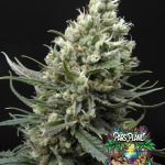 Ripper Haze Feminized Seeds by Ripper Seeds