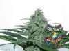 Sideral Feminized Seeds by Ripper Seeds - Image 2