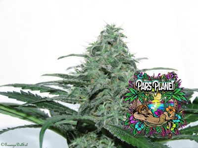 Sideral Feminized Seeds by Ripper Seeds - Image 2
