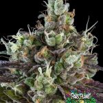 Sour Ripper Feminized Seeds by Ripper Seeds