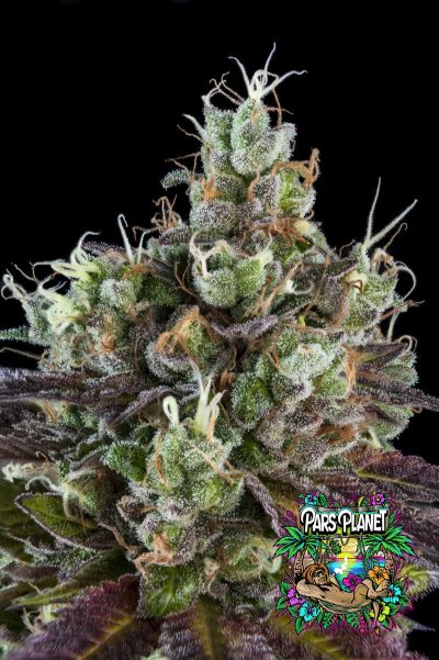 Sour Ripper Auto Seeds by Ripper Seeds - Image 2
