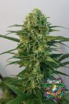 Toxic Feminized Seeds by Ripper Seeds