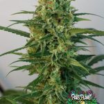 Toxic Feminized Seeds by Ripper Seeds